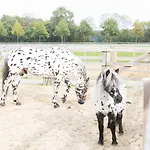 Human & Horse Kootwijkerbroek