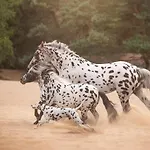 Human & Horse