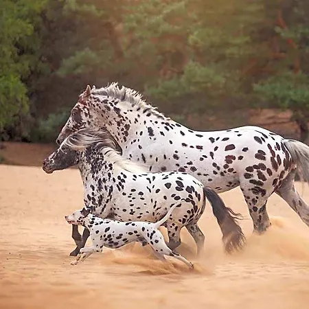 Human & Horse ホテル 3*
