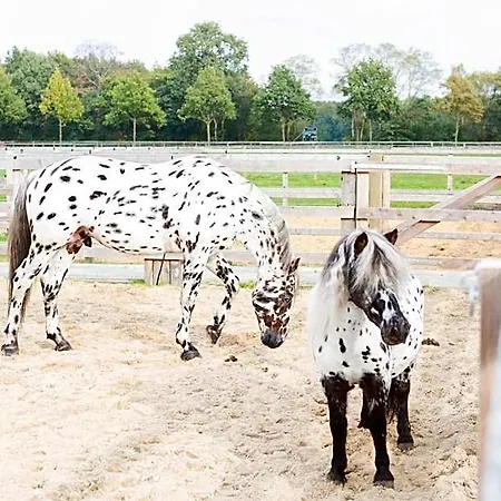 Human & Horse