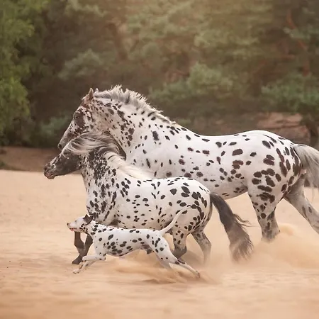 Human & Horse