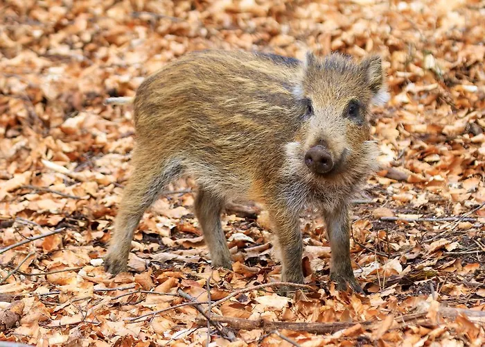 ホテル Human & Horse Kootwijkerbroek