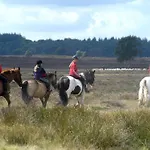 Human & Horse